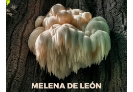 Melena de león: el hongo que mejora el cerebro y los problemas digestivos